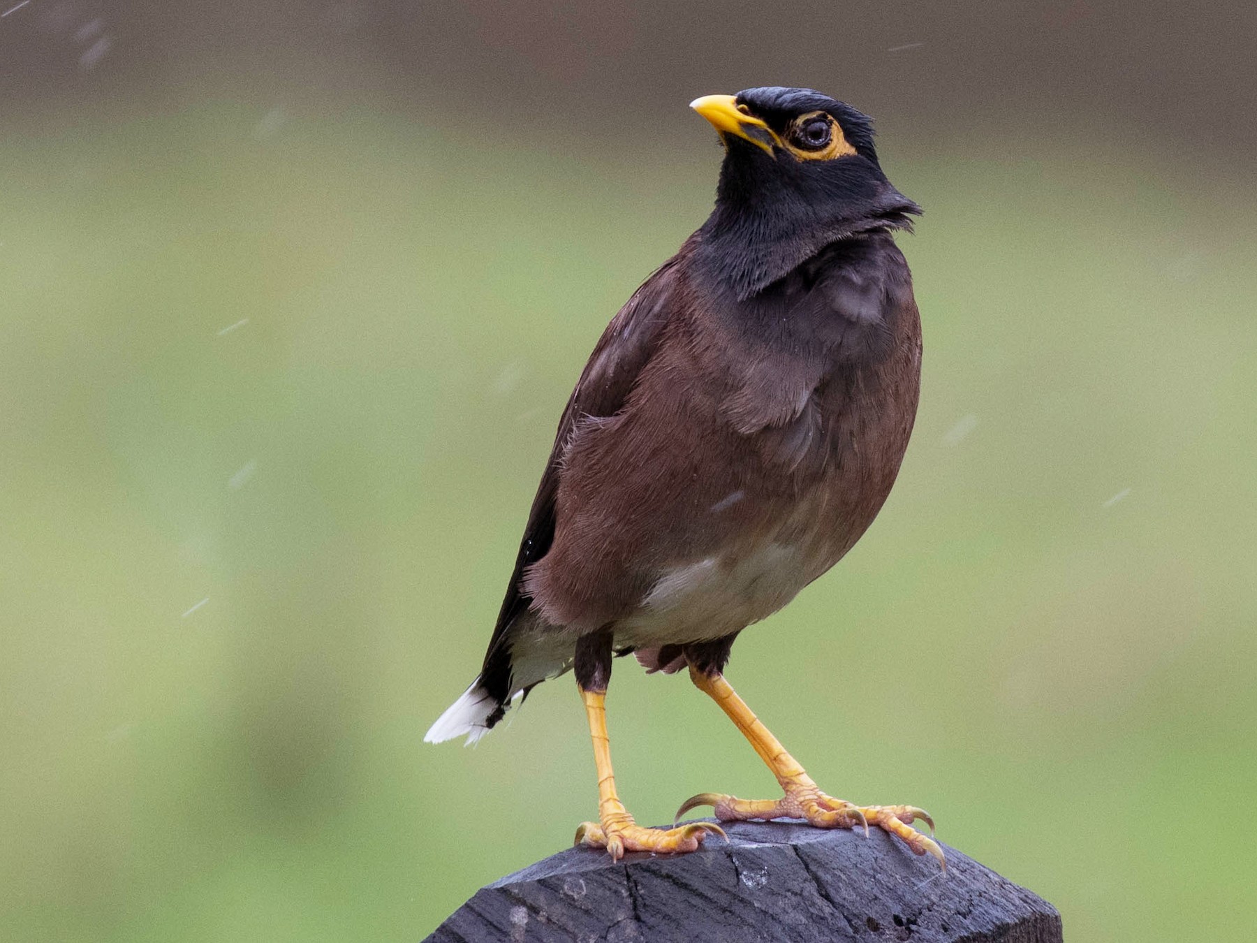 Common Myna - Terence Alexander