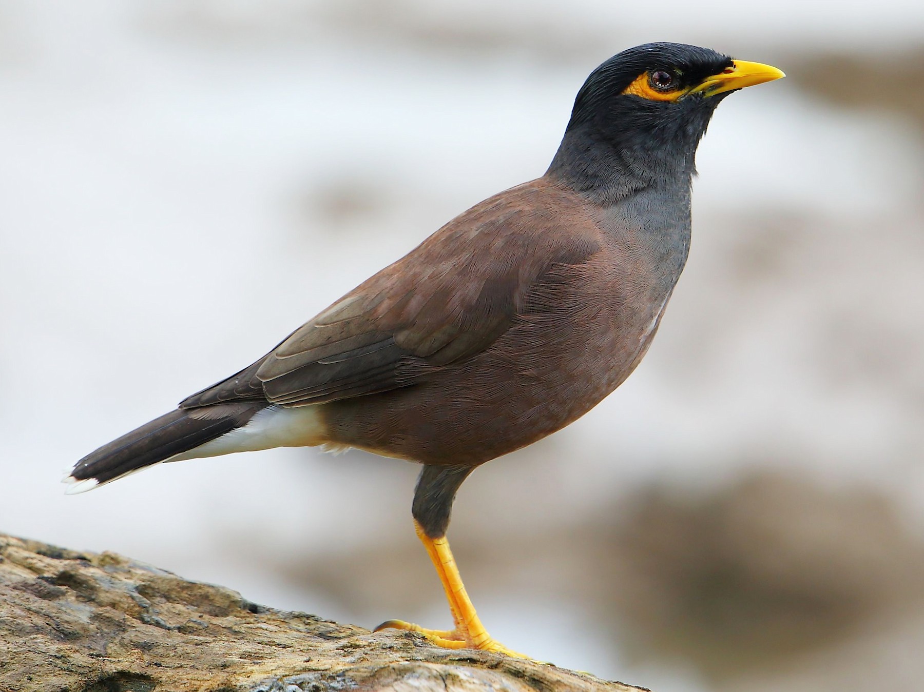 Common Myna - eBird