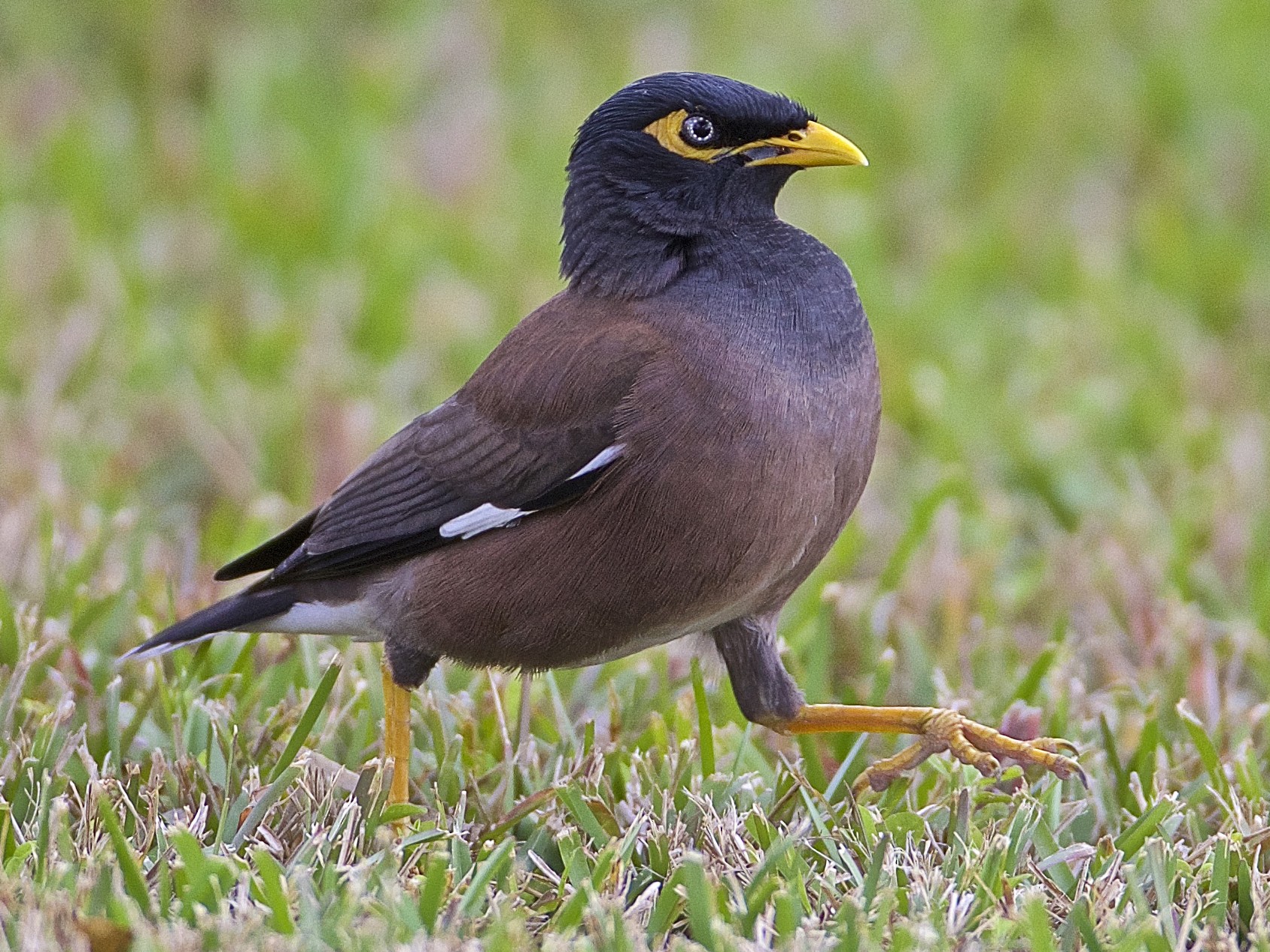 common-myna-ebird