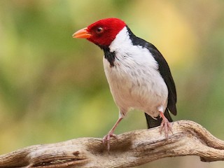  - Yellow-billed Cardinal