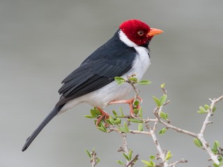  - Yellow-billed Cardinal