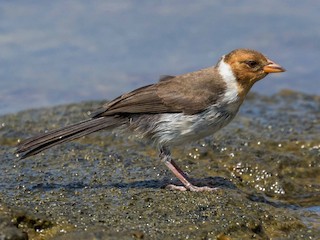  - Yellow-billed Cardinal