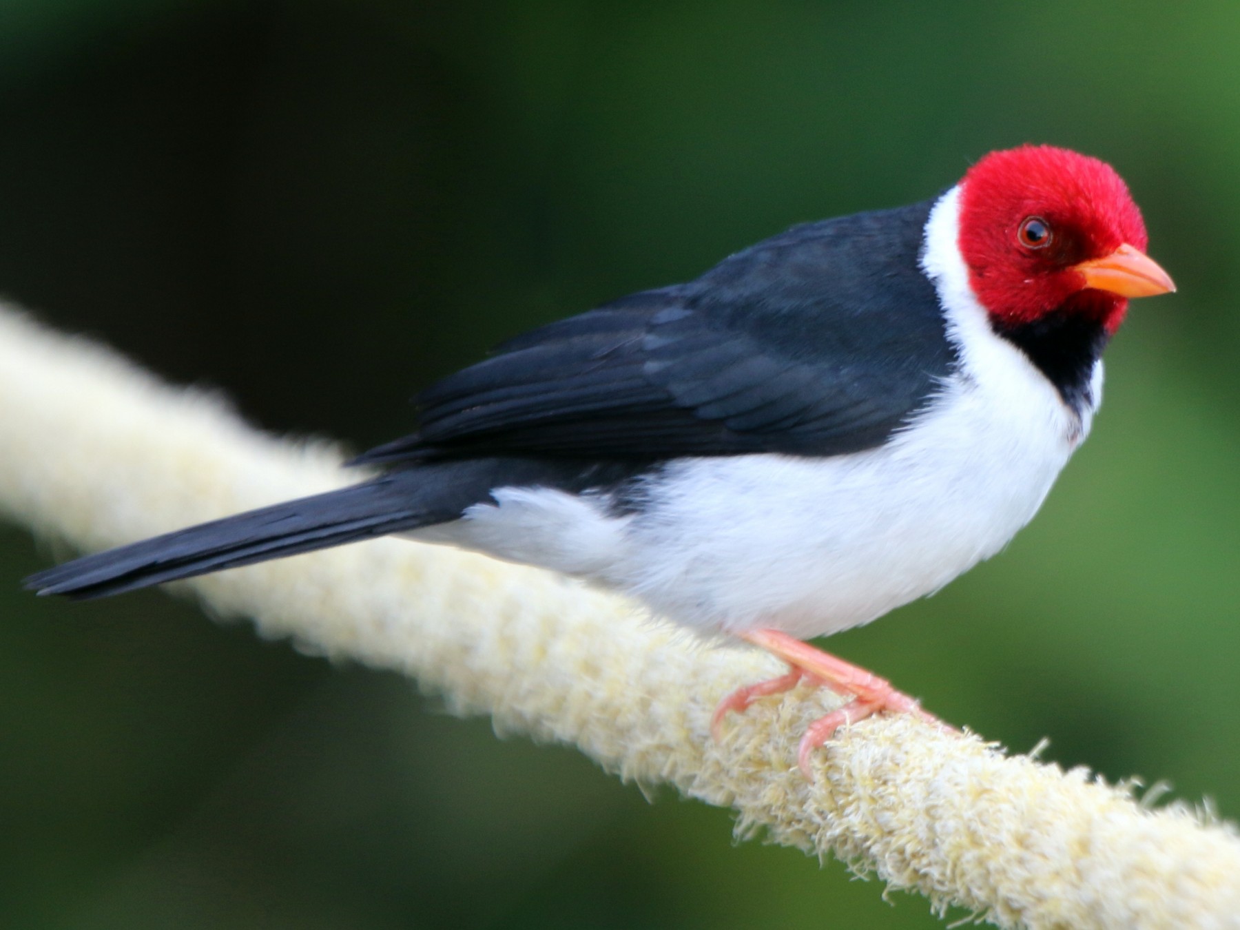 Yellow-billed Cardinal - Ian Thompson