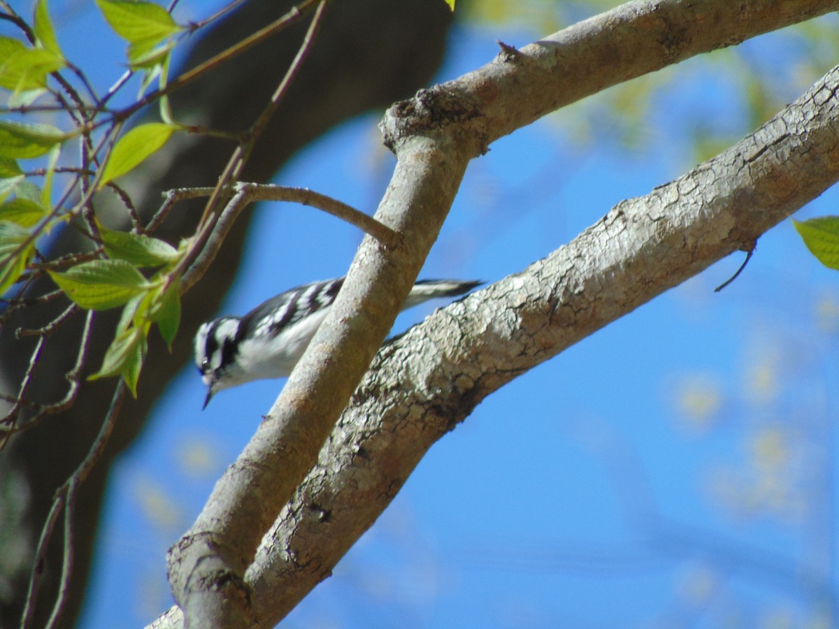 Downy Woodpecker - ML97325131
