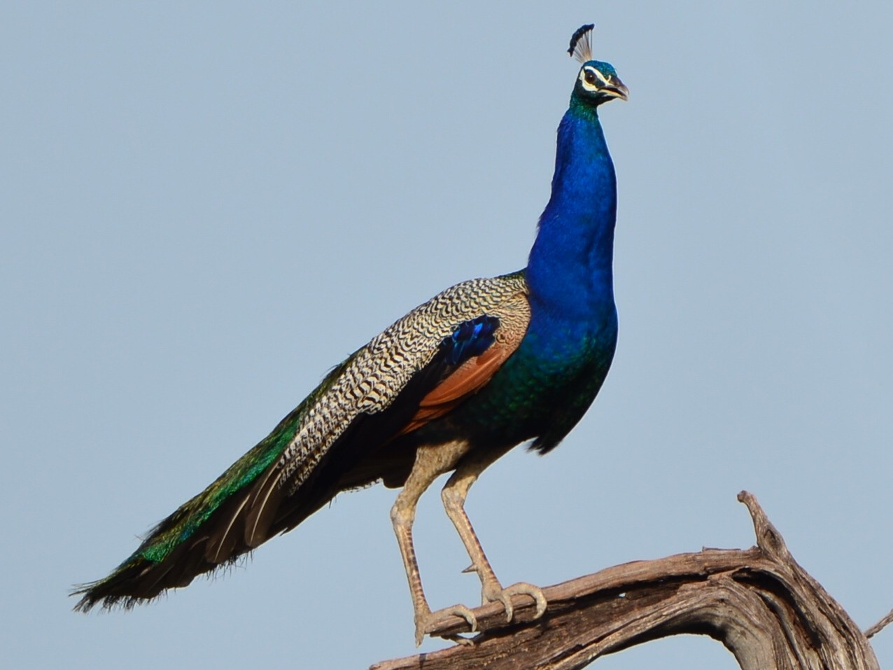 Indian Peafowl - Bhaskar pandeti