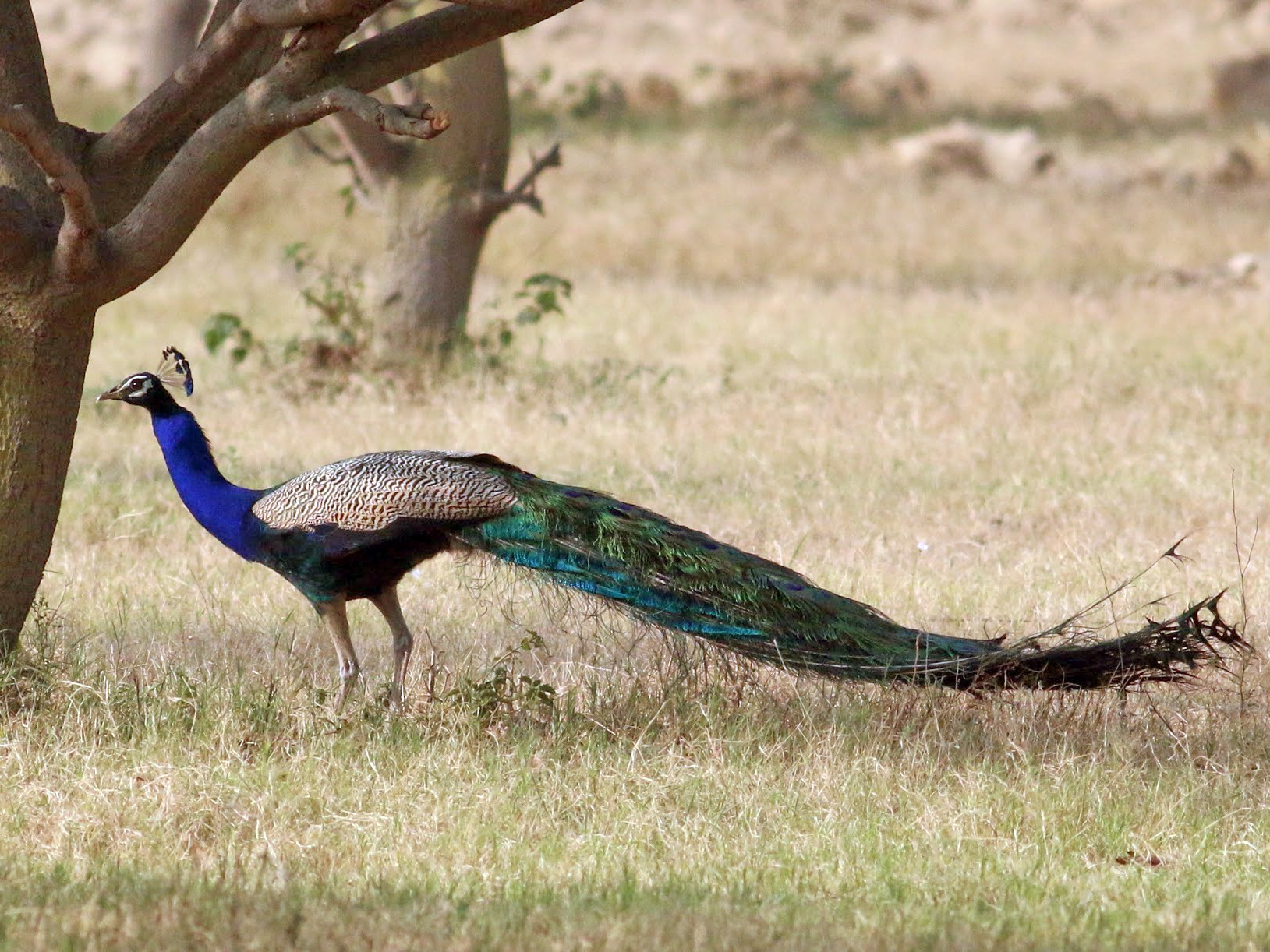Indian peacock: World Tallest Peacock