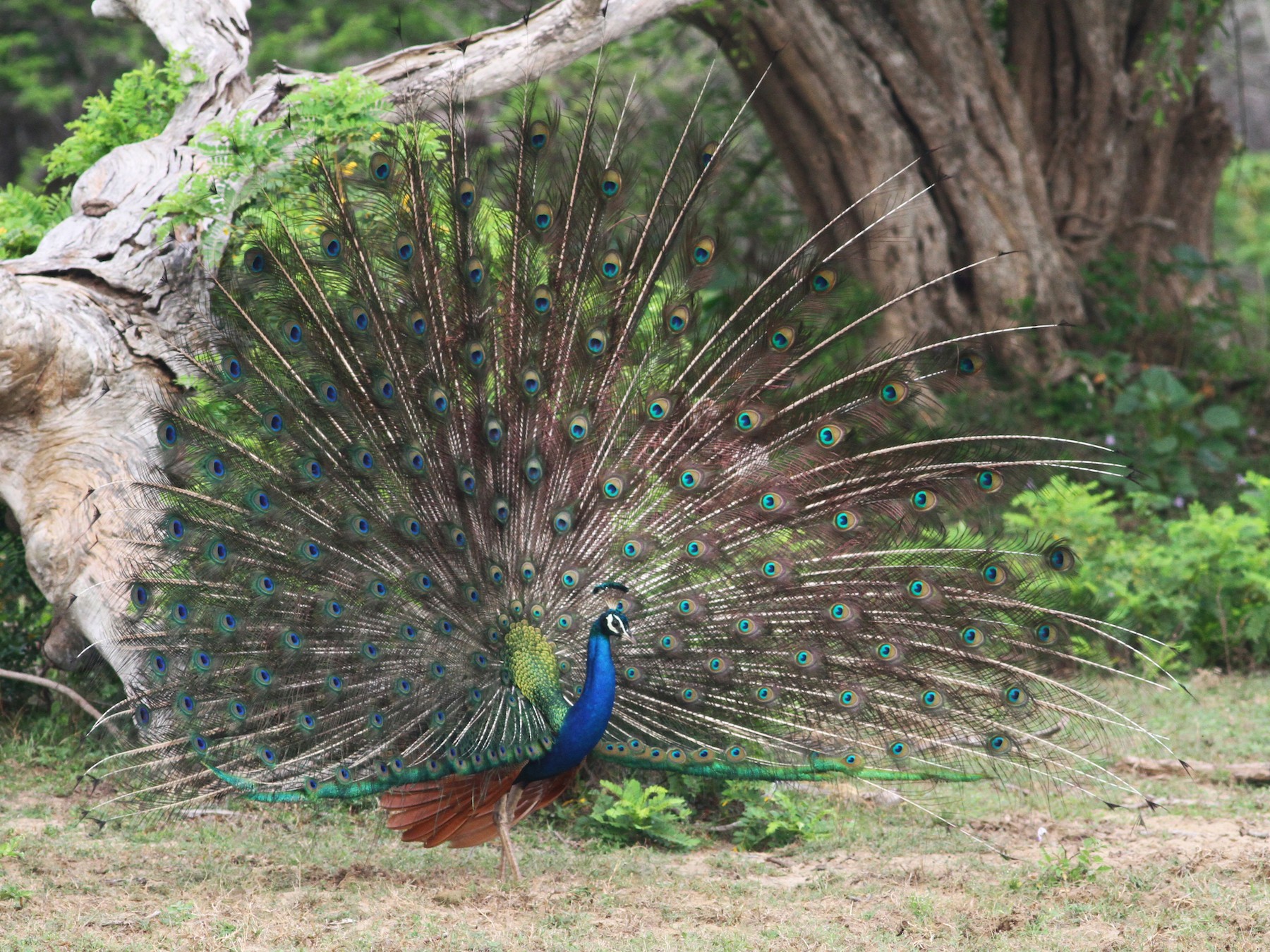 Indian Peafowl - Andrew Spencer