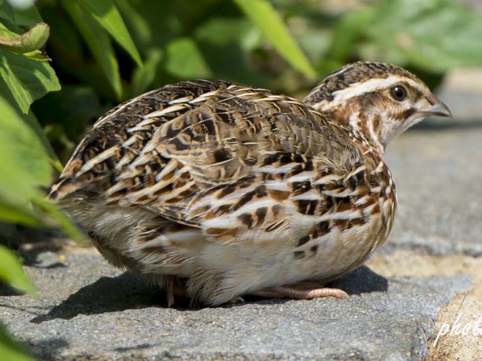 Japanese Quail - jimmy Yao