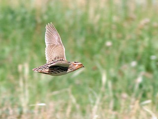 Japanese Quail - eBird