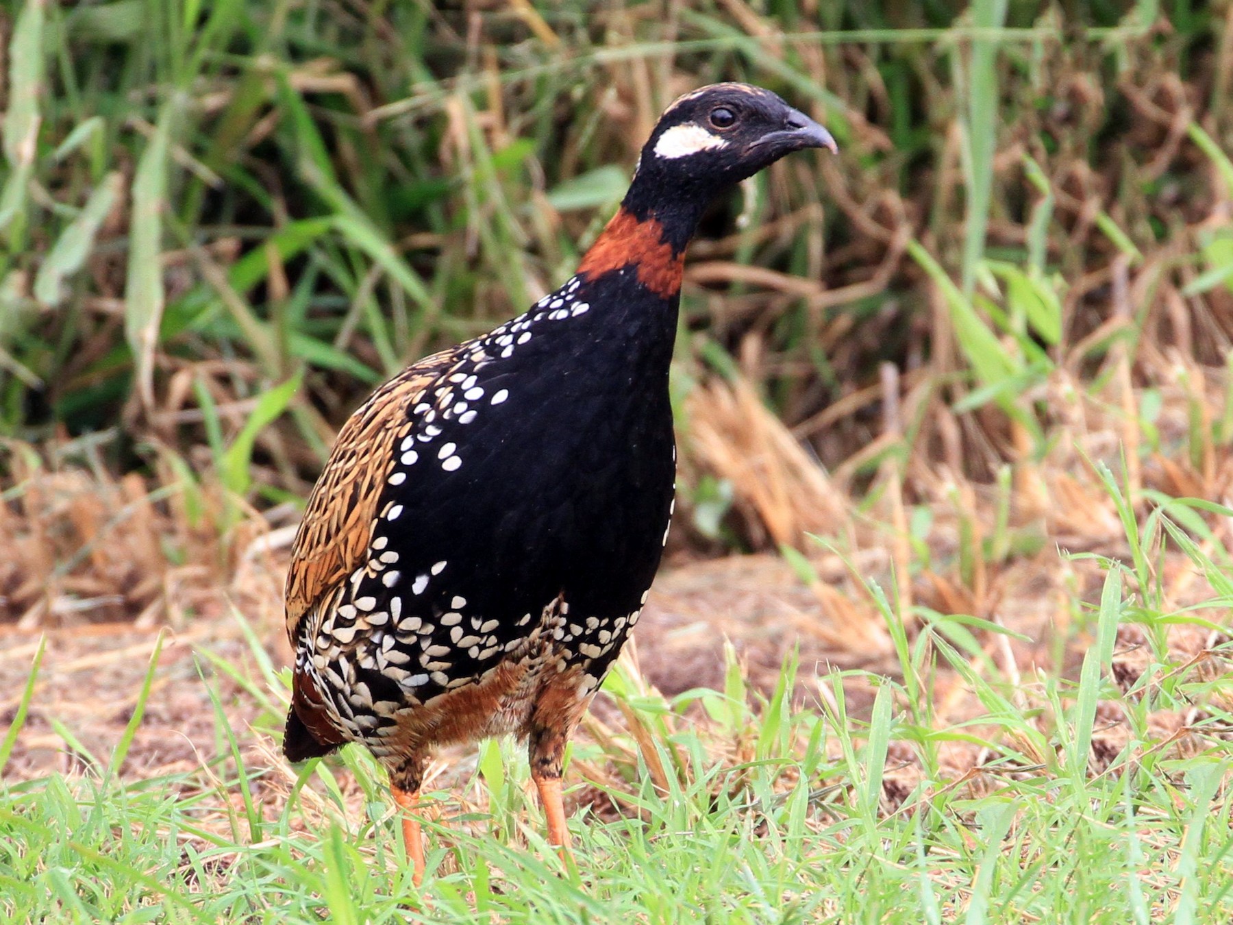 Black Francolin - eBird