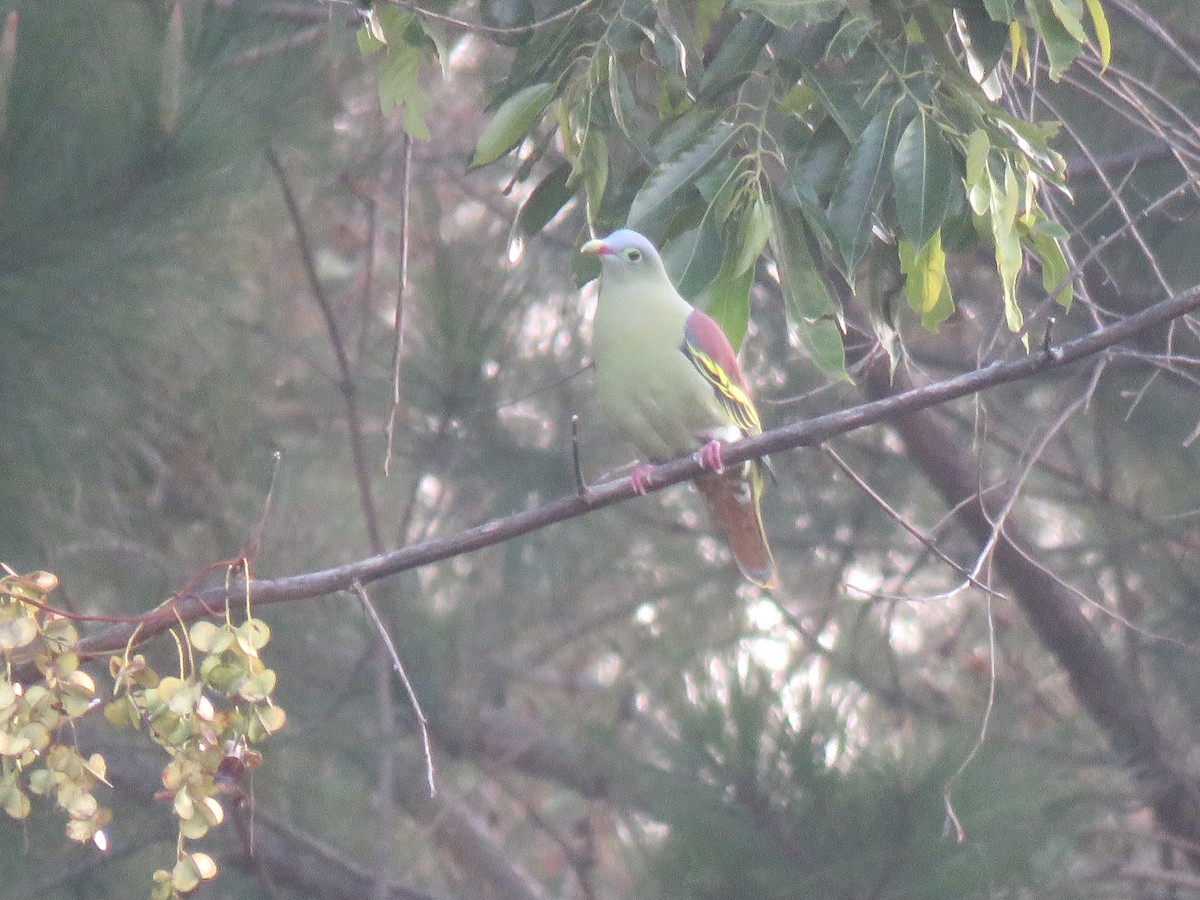 Thick-billed Green-Pigeon - Thibaut RIVIERE