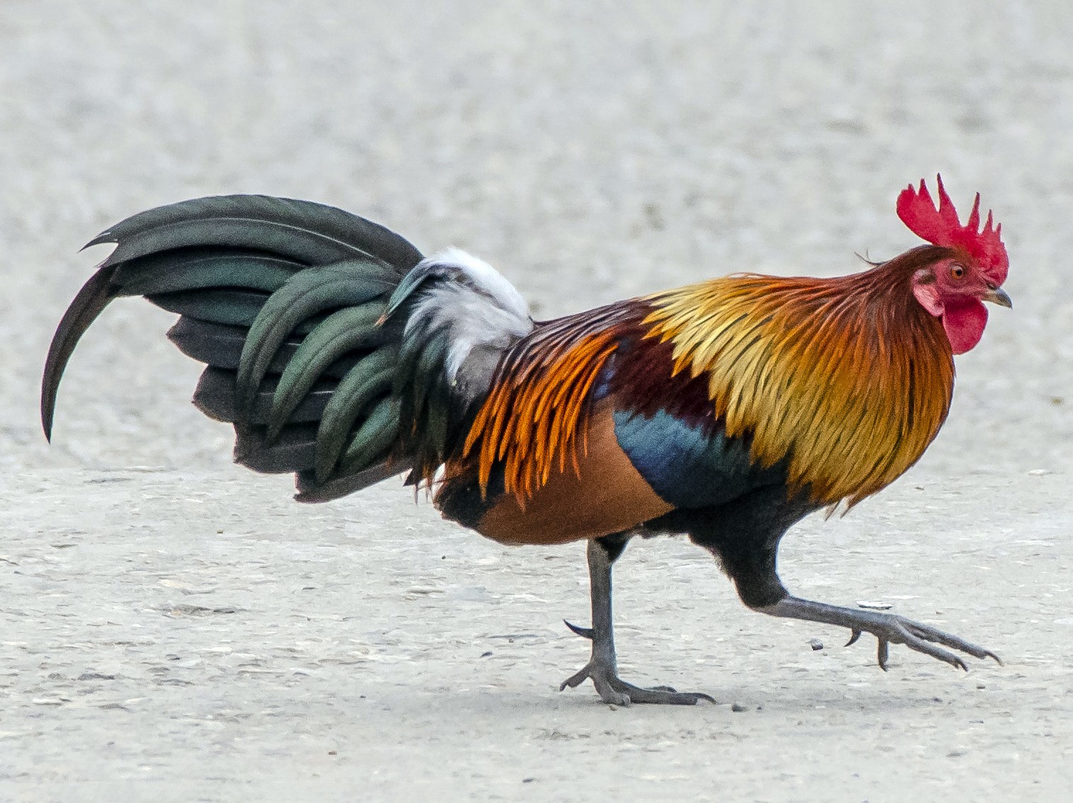 Red Junglefowl Ebird