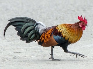  - Red Junglefowl