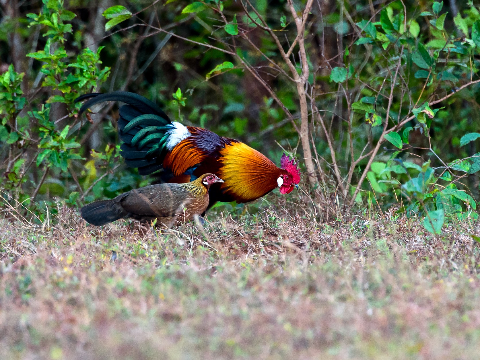 Red Junglefowl - George Pagos