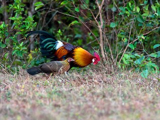 雄鳥和雌鳥 - George Pagos - ML97330341