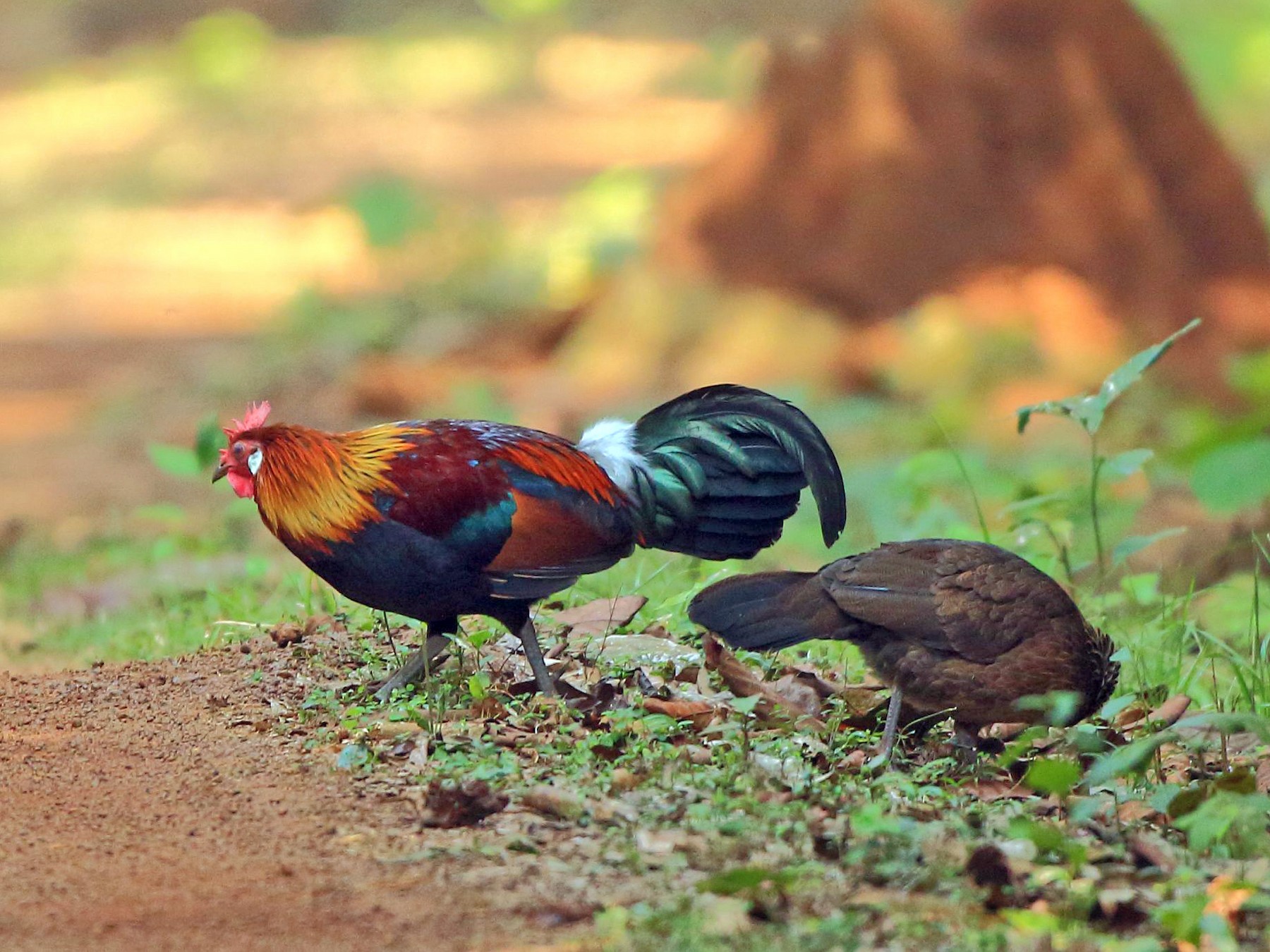 Red Junglefowl - Arnab Pal