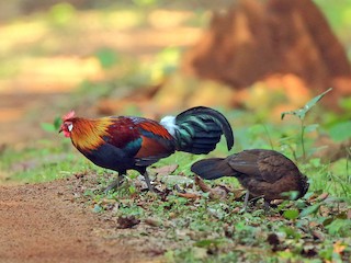 雄鳥和雌鳥 - Arnab Pal - ML97330361