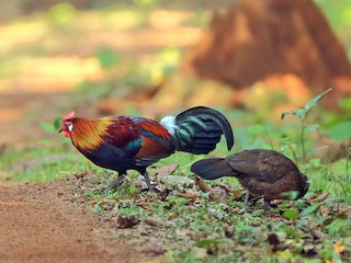 Male and female - Arnab Pal - ML97330361