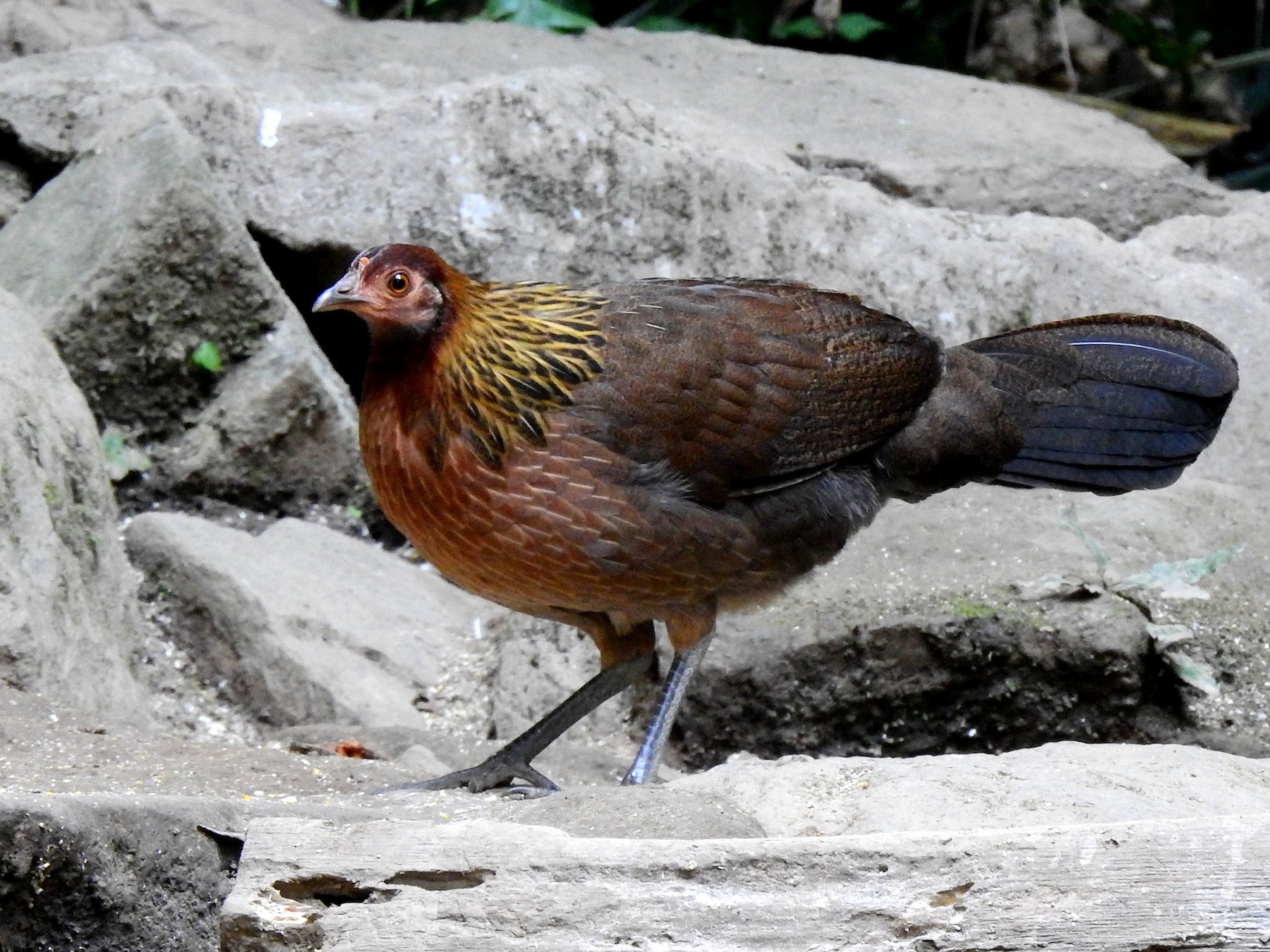 Red Junglefowl - Liao Tzu-Chiang