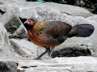  - Red Junglefowl