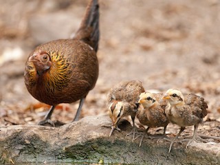 雌鳥和幼鳥 - Wolfe R - ML97330411