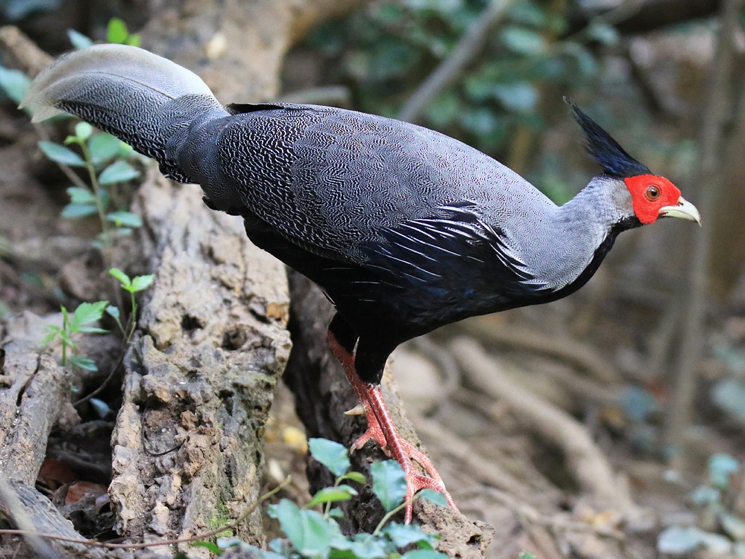 Kalij Pheasant - Lophura leucomelanos - Birds of the World