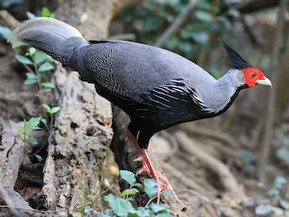  - Kalij Pheasant