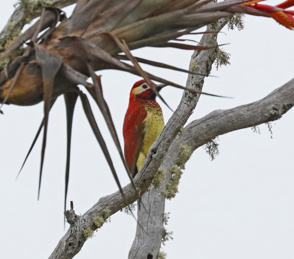 Crimson-mantled Woodpecker - ML97331011