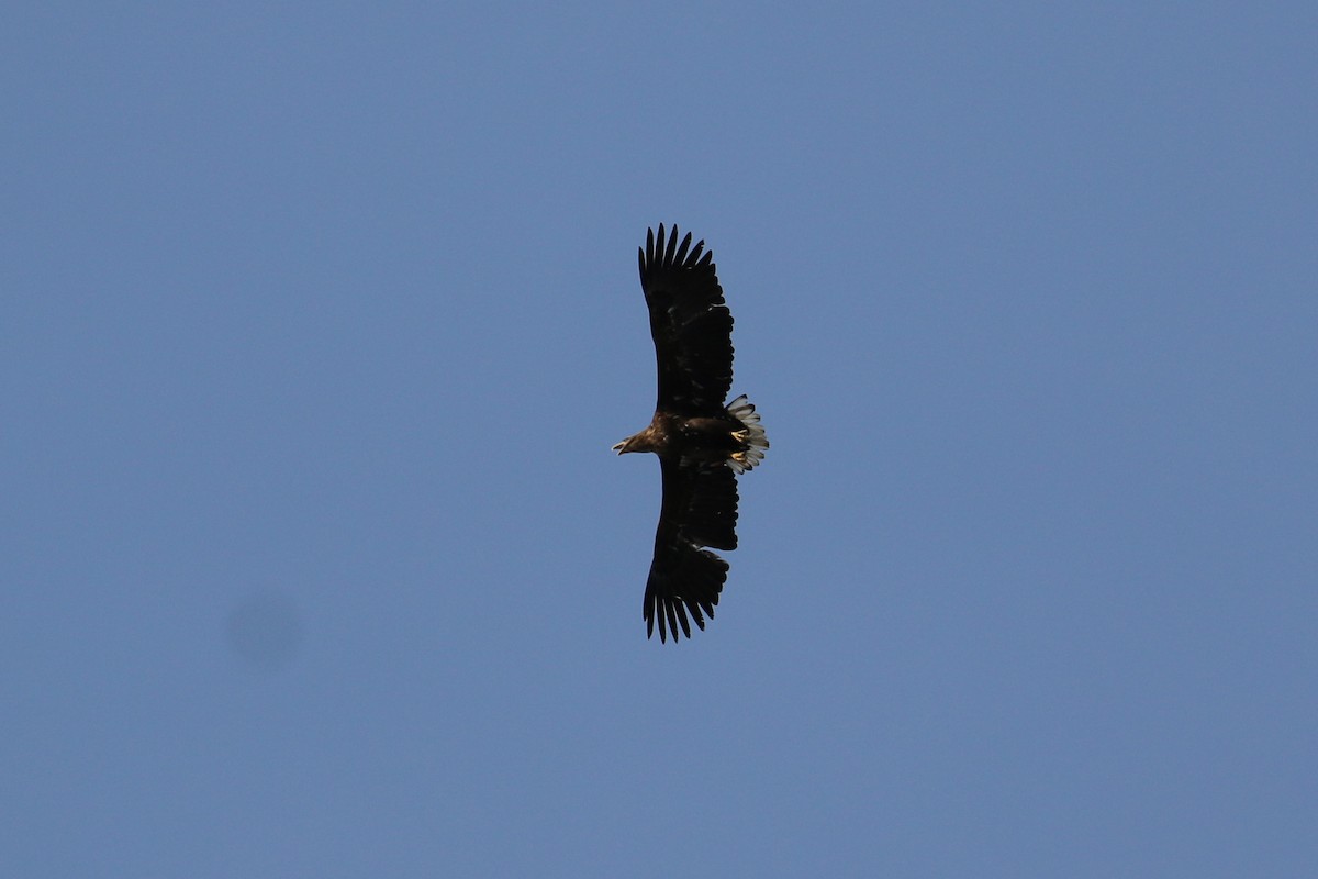 White-tailed Eagle - ML97332541