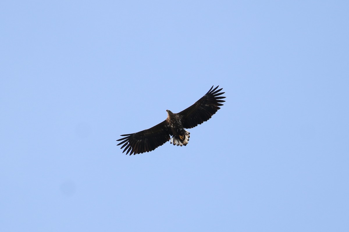 White-tailed Eagle - ML97332631