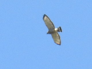 Broad-winged Hawk - ML97333711