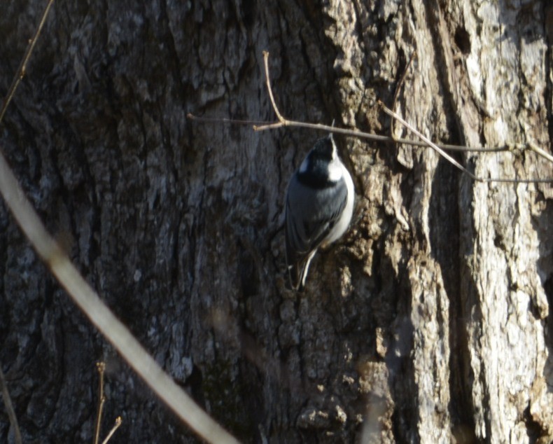 White-breasted Nuthatch (Eastern) - Randy Bodkins