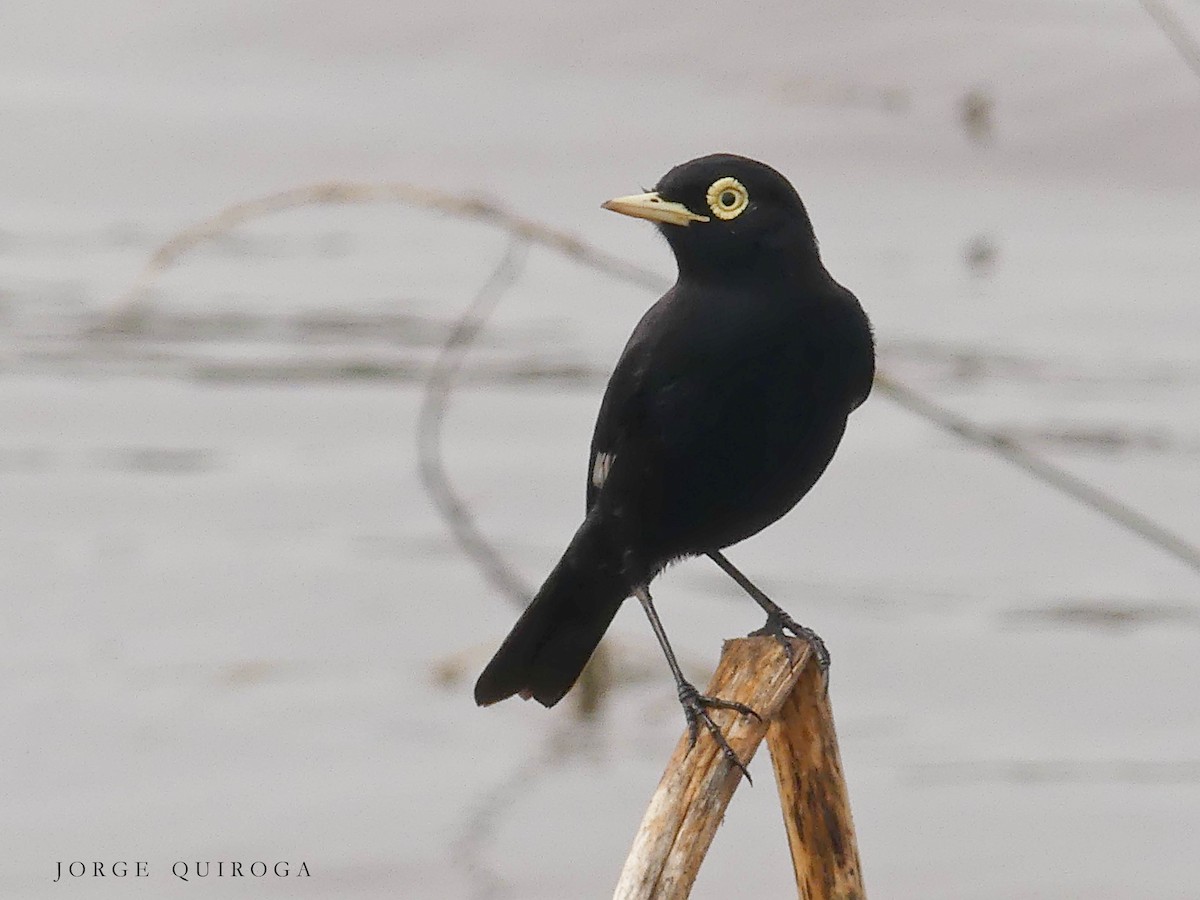 Spectacled Tyrant - Jorge  Quiroga
