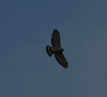 Broad-winged Hawk - ML97341841