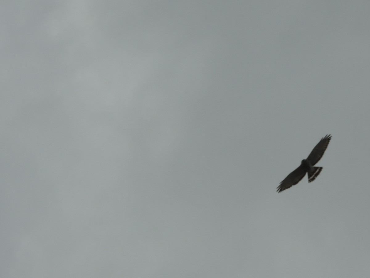 Broad-winged Hawk - ML97342171