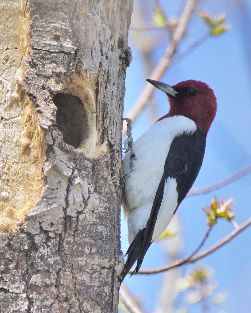 Red-headed Woodpecker - ML97343731