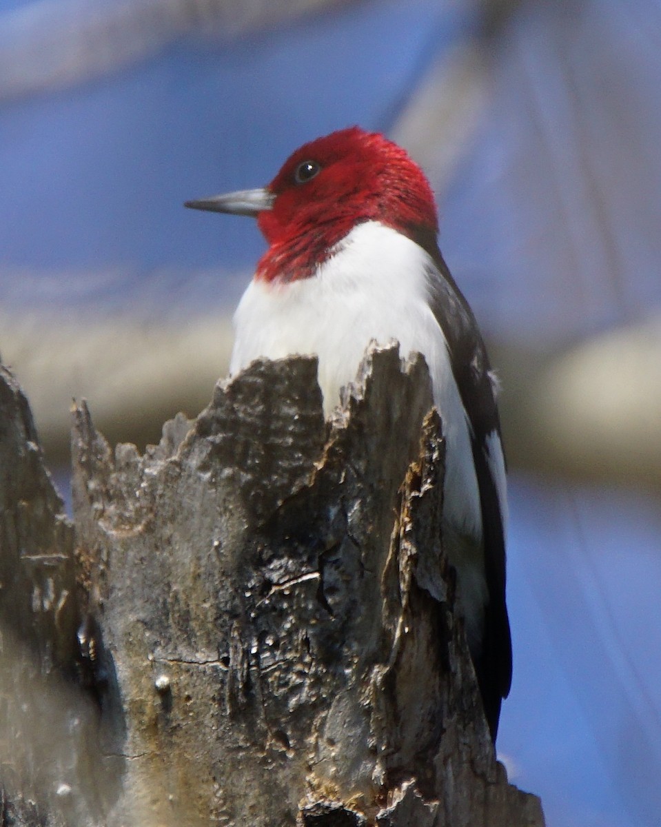 Red-headed Woodpecker - ML97343771
