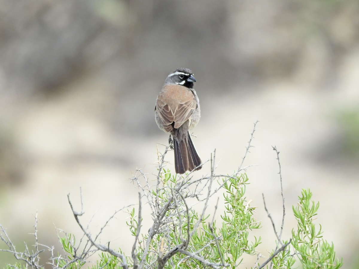 Black-throated Sparrow - ML97343831