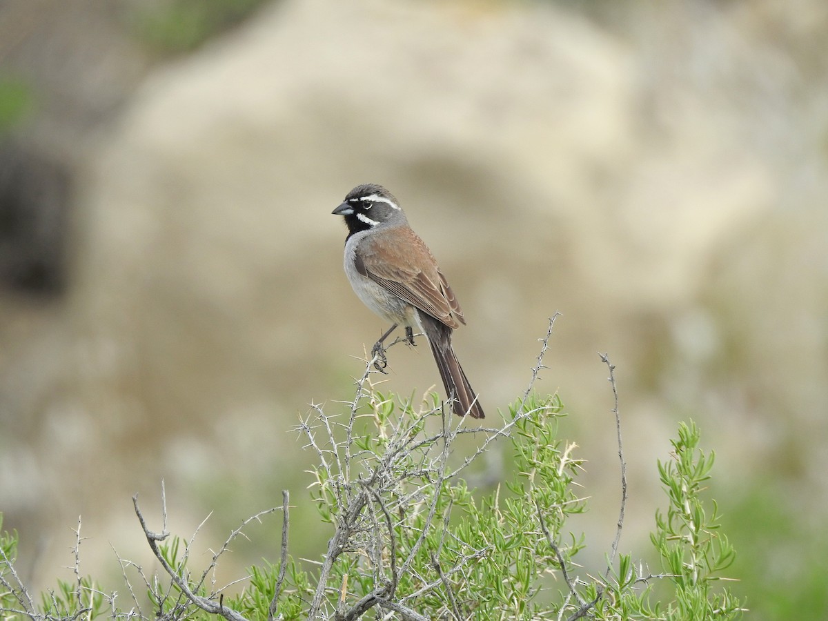 Black-throated Sparrow - ML97343851