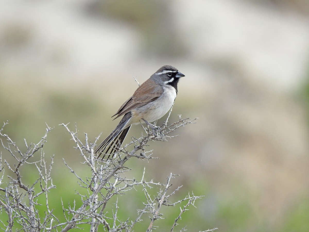 Black-throated Sparrow - Mary Rumple