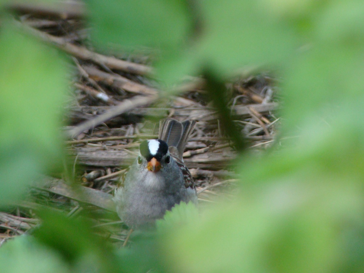 White-crowned Sparrow - ML97343921
