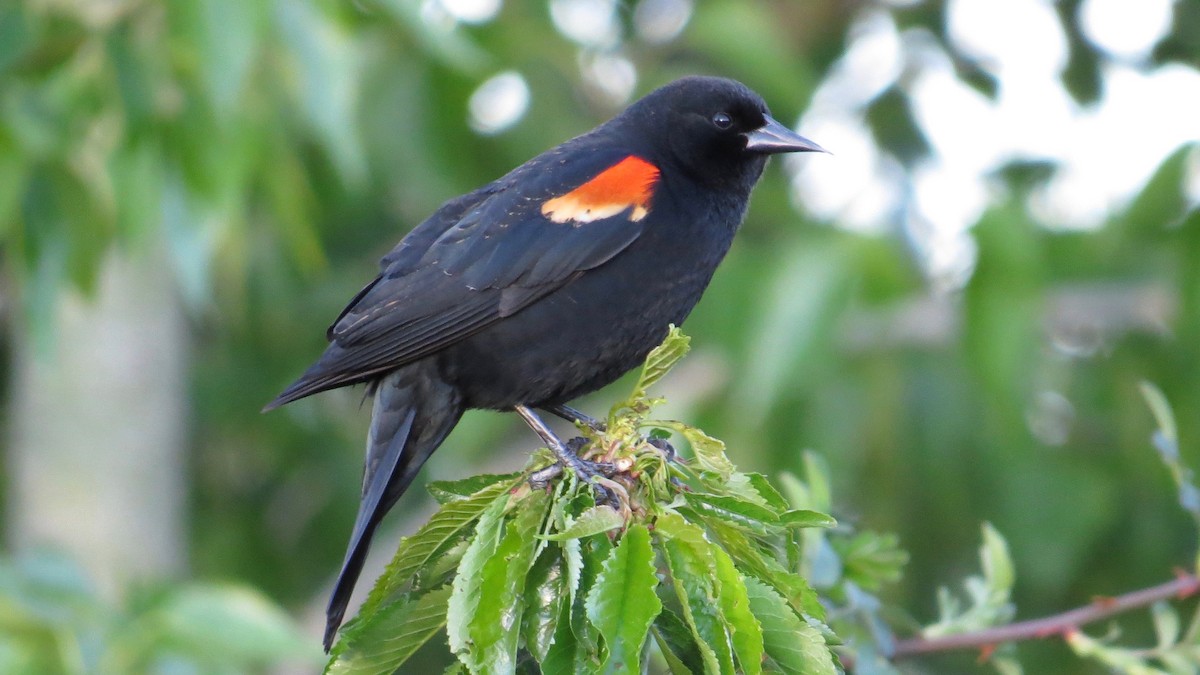 Red-winged Blackbird - ML97345191