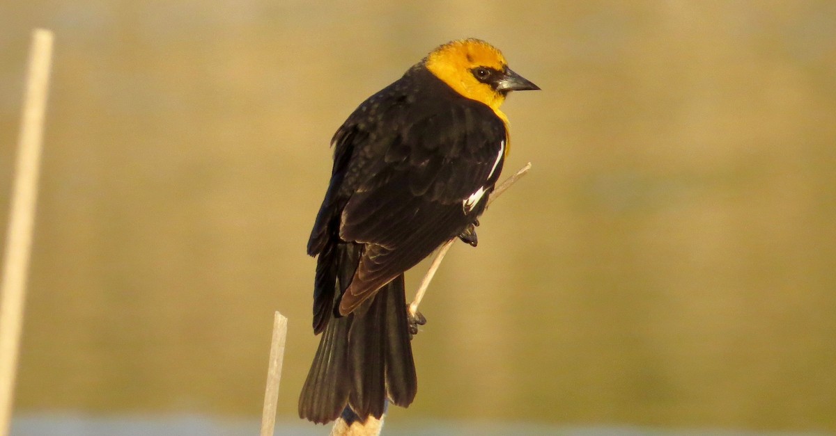 Yellow-headed Blackbird - ML97345251