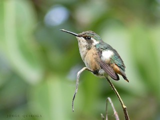  - Slender-tailed Woodstar