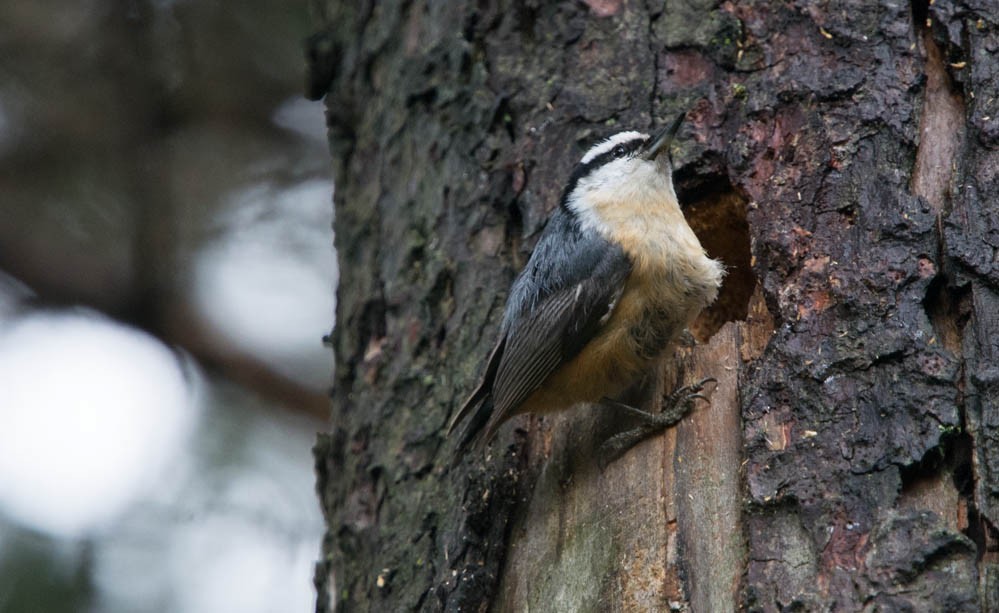 Red-breasted Nuthatch - ML97347441