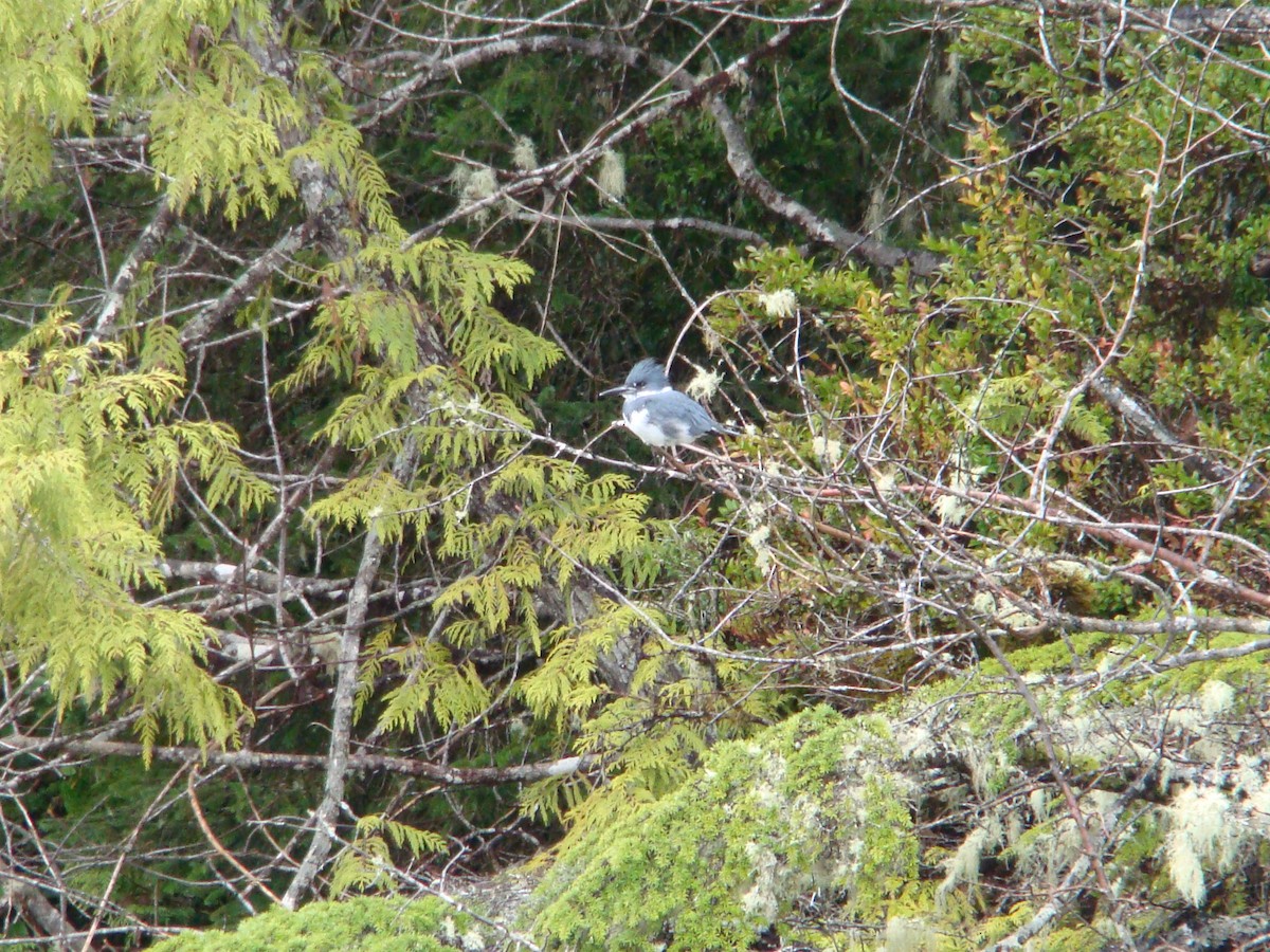 Belted Kingfisher - ML97352951
