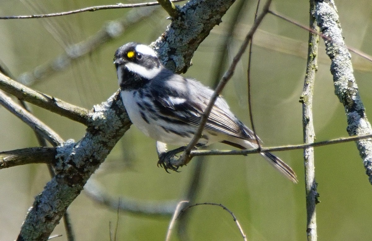 Black-throated Gray Warbler - ML97355291
