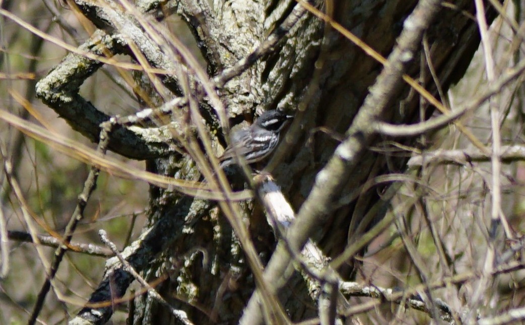 Black-throated Gray Warbler - ML97355481