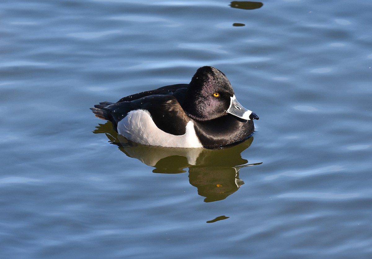 Ring-necked Duck - ML97356551