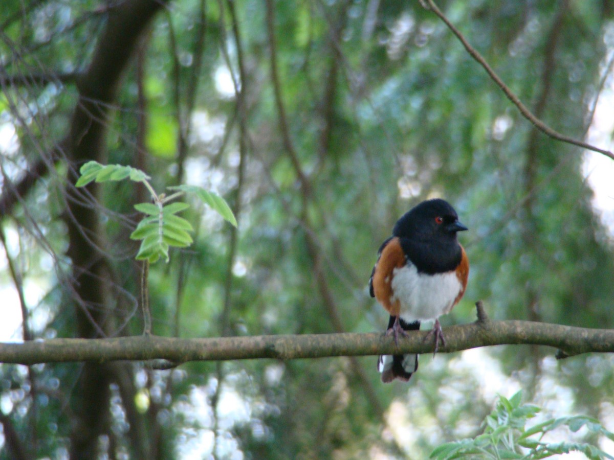 Spotted Towhee - ML97357241